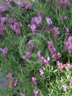 Lavandula Bee Romantic