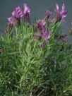 Lavandula Bee Romantic