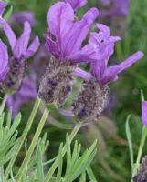 Lavandula Lavender Lace