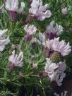 Lavandula stoechas Sweetberry Ruffles