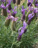 Lavandula Violet Lace