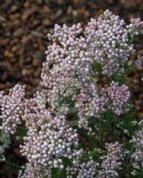 Ozothamnus diosmifolius Coral Flush