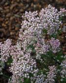 Ozothamnus diosmifolius Coral Flush