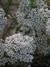 Ozothamnus diosmifolius Winter White