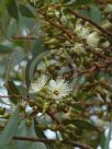 Eucalyptus falcata falcata