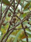 Eucalyptus falcata falcata