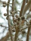 Eucalyptus falcata falcata