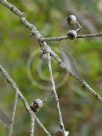 Eucalyptus falcata falcata