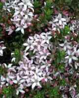 Philotheca buxifolia buxifolia Cascade of Stars