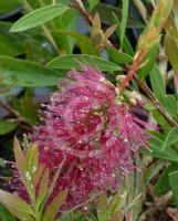 Callistemon Burgundy Jack