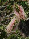 Callistemon citrinus Angela