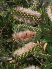 Callistemon citrinus Angela