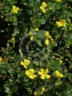 Hibbertia truncata