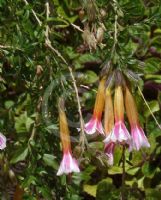 Cantua buxifolia Bicolor