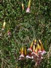 Cantua buxifolia Bicolor