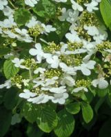 Viburnum plicatum tomentosum Summer Snowflake