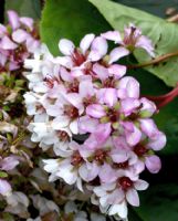 Bergenia ciliata