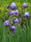 Iris Divine