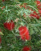 Callistemon Demesne Farm