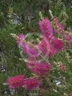 Callistemon Purple Splendour