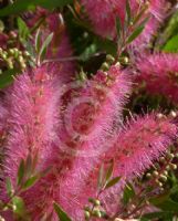 Callistemon Taree Pink