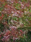 Callistemon Taree Pink