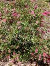 Callistemon Taree Pink