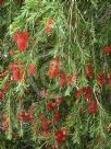 Callistemon viminalis Dawson River