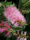 Callistemon Pink Alma