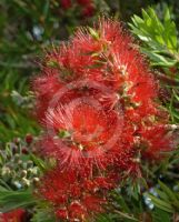 Callistemon viminalis Prolific