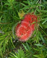 Callistemon viminalis Rose Opal