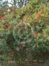 Callistemon viminalis Wild River
