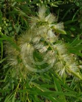 Callistemon viminalis Wilderness White