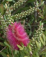 Callistemon Violaceus