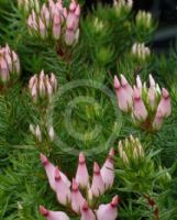 Erica ventricosa Globosa