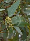 Eucalyptus goniantha notactites
