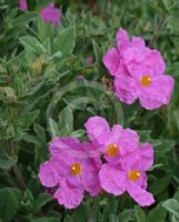 Cistus pulverulentus Sunset