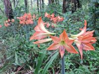 Hippeastrum striatum