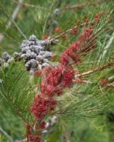 Allocasuarina emuina