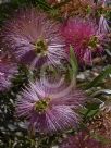 Callistemon Eastland