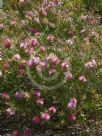 Callistemon Eastland