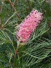 Grevillea Bulli Beauty