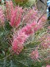 Grevillea Bulli Beauty