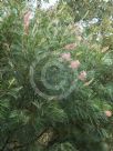 Grevillea Bulli Beauty