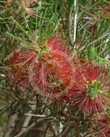 Callistemon Symon