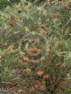 Callistemon Symon