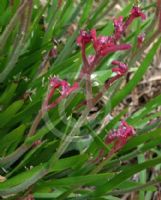 Anigozanthos Bush Elegance