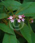 Alstonia yunnanensis