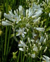 Agapanthus Snowstorm