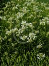 Agapanthus Snowstorm